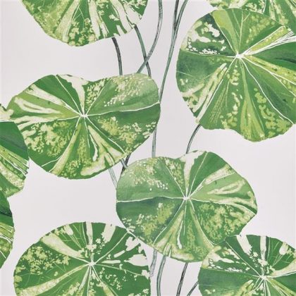 nasturtium leaves botanical wallpaper