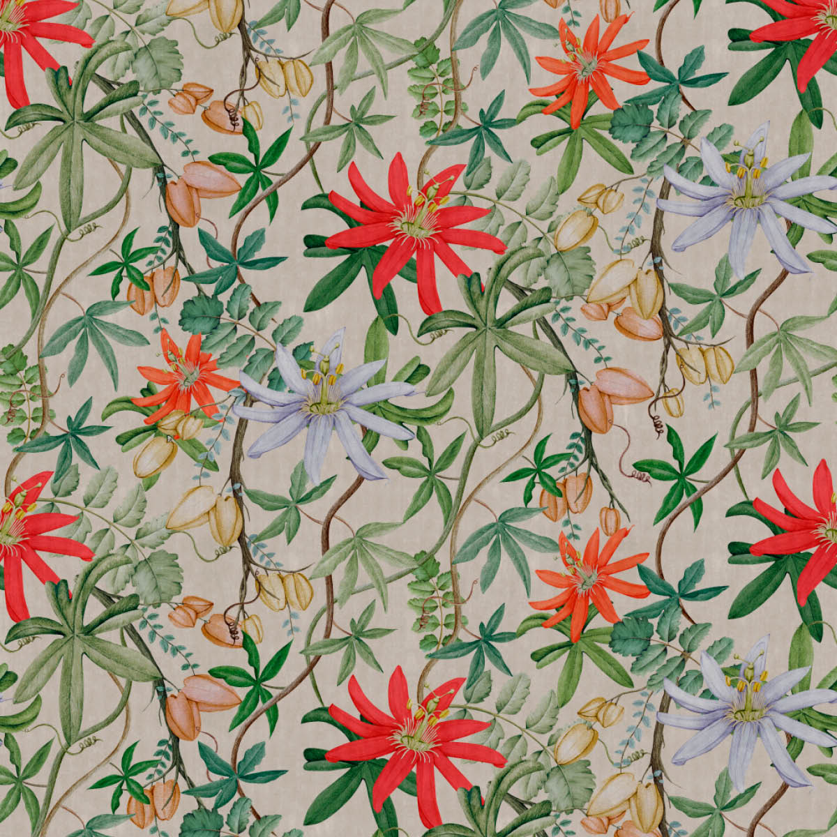 Passiflora - Image 2